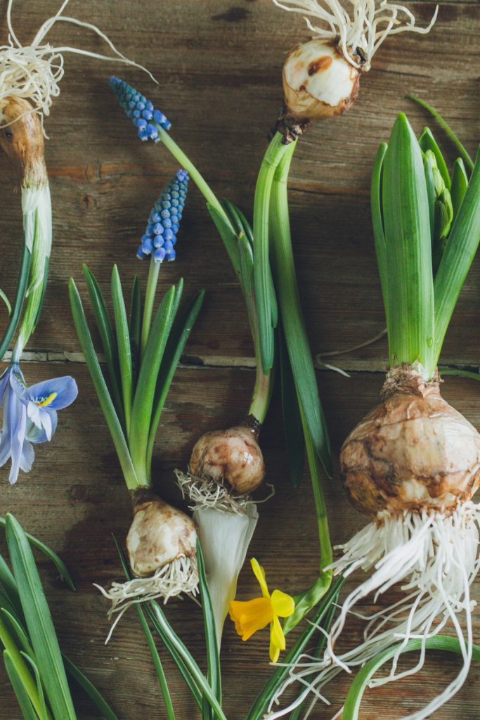 球根植物のガラスアレンジメント