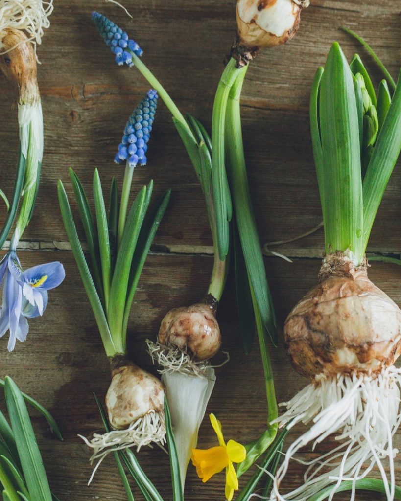 球根植物の寄せ植えアレンジ
